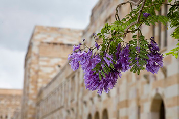 University of Queensland Campus