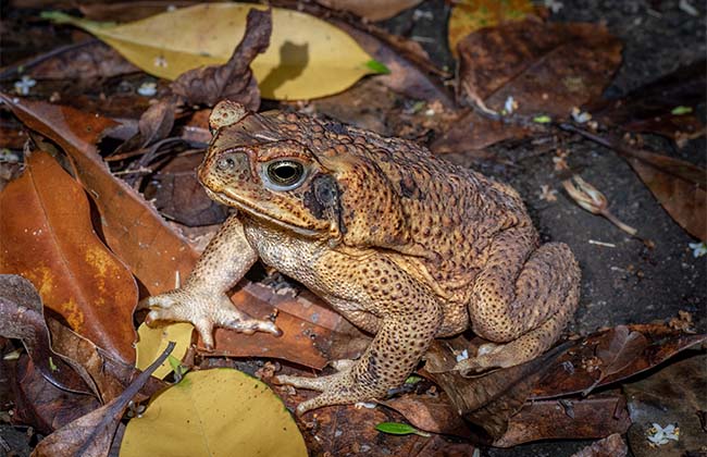 Cane toad on he rainforest floor in Queensland.