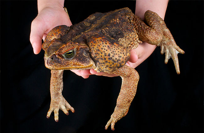 Large cane toad held in hands to show size.