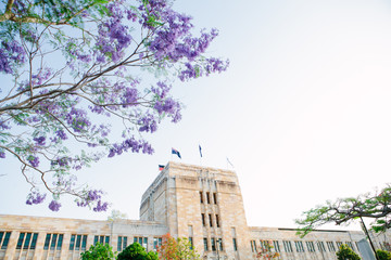 Jacarandas at UQ