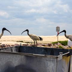 The recycling crisis in Australia: easy solutions to a hard problem