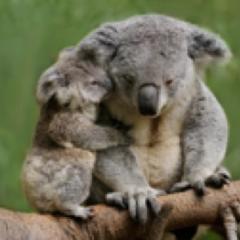 Koala and joey