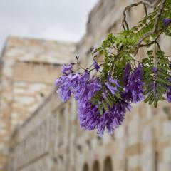 close up of jacarandas in front of sandstone building in UQ's Great Court.