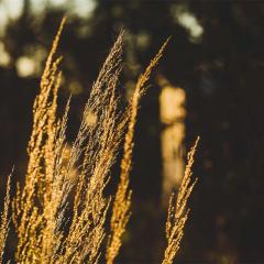 grasses in foreground