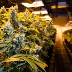 Marijuana crop growing in a room.