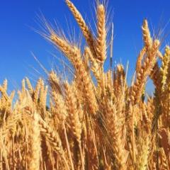 Soil constraints holding back Australian wheat